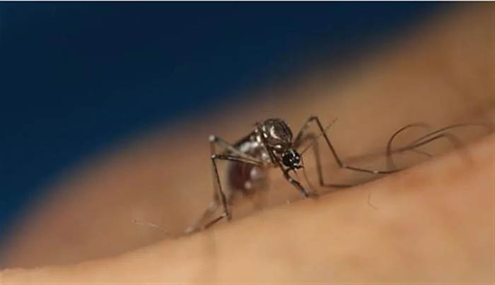 最新研究：蚊子因羧酸咬你！“最强”和“最弱”吸蚊体质对蚊子的吸引力相差100倍左右